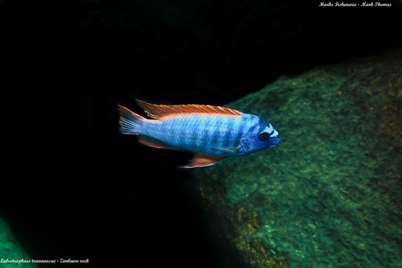 Labeotropheus trewavasae 'Zimbawe Rock'